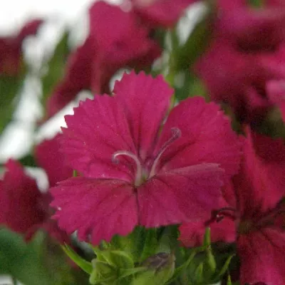 Dianthus barbatus AMAZON NEON CHERRY