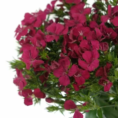 Dianthus barbatus AMAZON NEON CHERRY