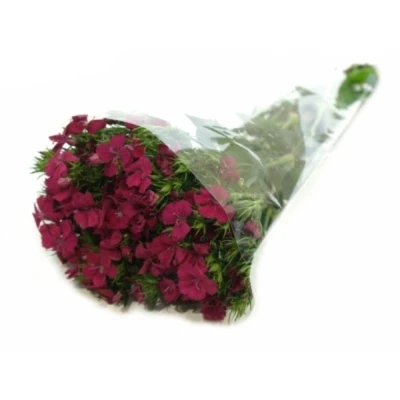 DIANTHUS BARBATUS AMAZON NEON CHERRY