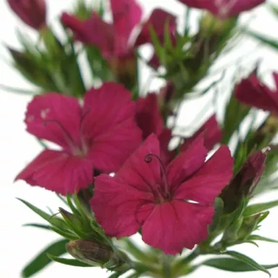 Dianthus barbatus AMAZON NEON CHERRY