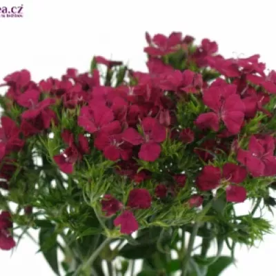 Dianthus barbatus AMAZON NEON CHERRY