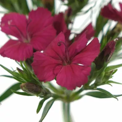 DIANTHUS BARBATUS AMAZON NEON CHERRY