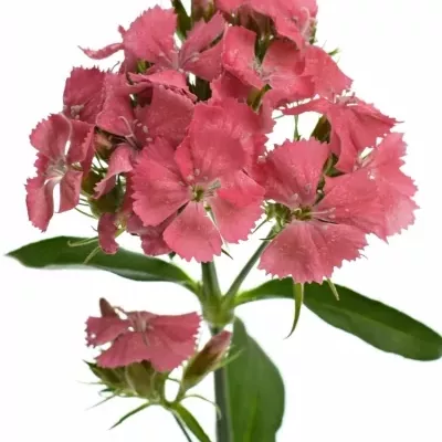 Karafiát BARBATUS BARBARELLA ZALMROSE 55cm