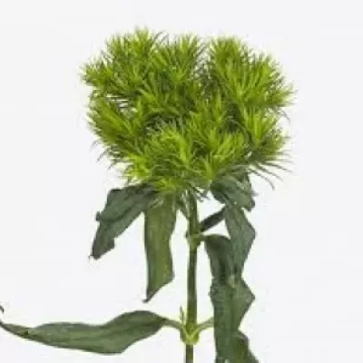 Karafiát BARBATUS BARBERATUS VERDE 50cm