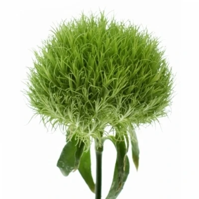 DIANTHUS BARBATUS GREEN TRICK