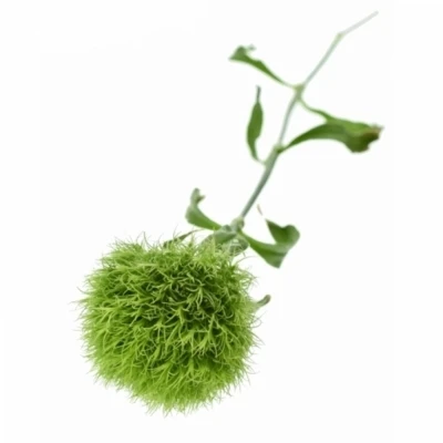 DIANTHUS BARBATUS GREEN TRICK