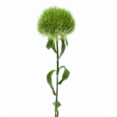 DIANTHUS BARBATUS GREEN TRICK