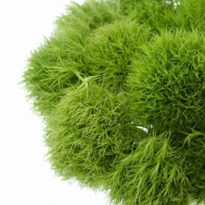 DIANTHUS BARBATUS GREEN TRICK