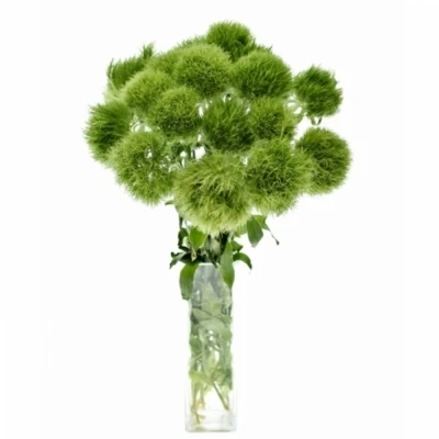 DIANTHUS BARBATUS GREEN TRICK