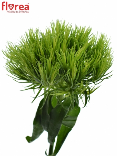 Karafiát BARBATUS GREEN WICKY 50cm