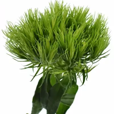 Karafiát BARBATUS GREEN WICKY 45cm