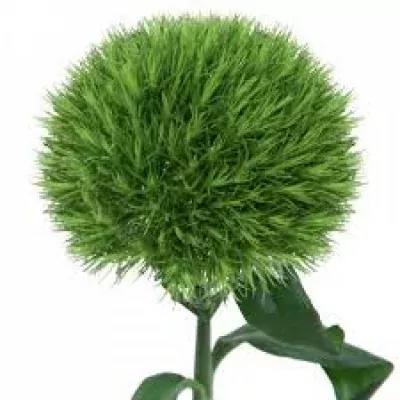 Karafiát barbatus KIWI MELLOW 45cm