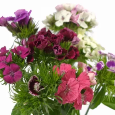 Karafiát BARBATUS MIX 50cm