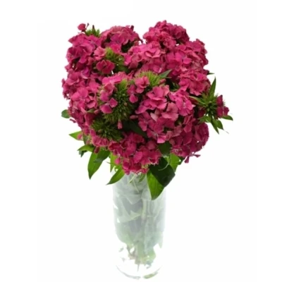 Dianthus BARBATUS PAR LANCELOT