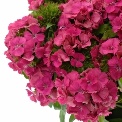 Dianthus BARBATUS PAR LANCELOT