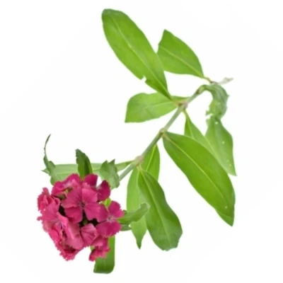 Dianthus BARBATUS PAR LANCELOT