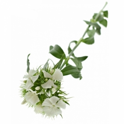 Karafiát BARBATUS SWEET WILL WHITE 55cm