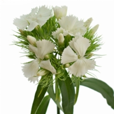 Karafiát BARBATUS SWEET WILL WHITE 55cm