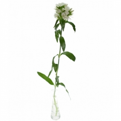 Karafiát BARBATUS SWEET WILL WHITE 55cm