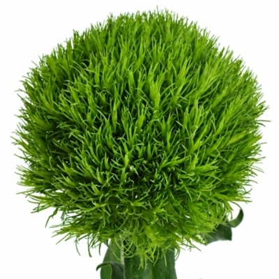 Dianthus (Karafiát) barbatus Kiwi Mellow