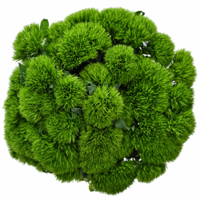 Dianthus (Karafiát) barbatus Kiwi Mellow