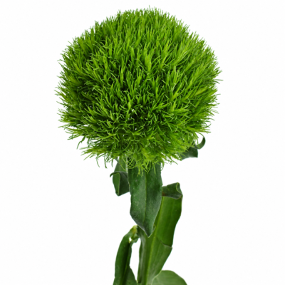 Dianthus (Karafiát) barbatus Kiwi Mellow