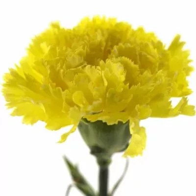 Karafiát ST KIKKA 65cm