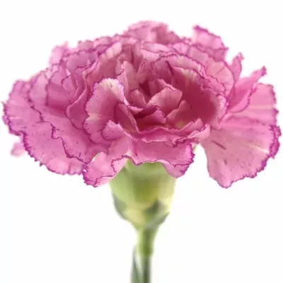 Karafiát ST ABDATEMP 60cm