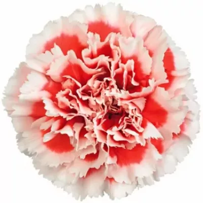 Dianthus ST AJAX 65cm