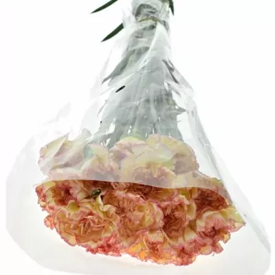 DIANTHUS ST ALI BABA 65cm