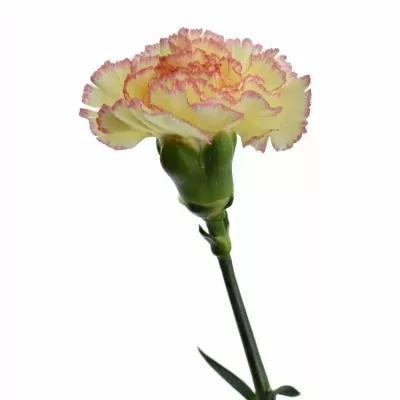 DIANTHUS ST ALI BABA 65cm