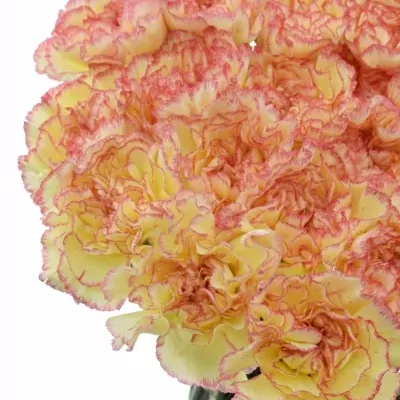 DIANTHUS ST ALI BABA 65cm