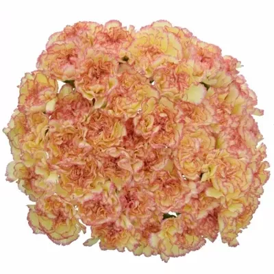 DIANTHUS ST ALI BABA 65cm