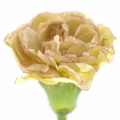 Karafiát ST ALVIN 65cm