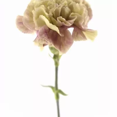 Dianthus ST ANTIGUA 60cm