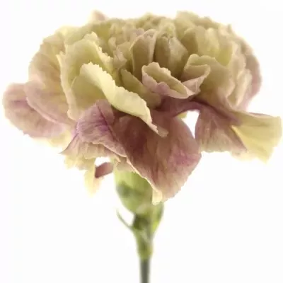 Dianthus ST ANTIGUA 60cm