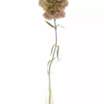 Dianthus ST ANTIGUA 60cm