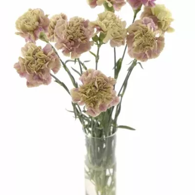 Dianthus ST ANTIGUA 60cm
