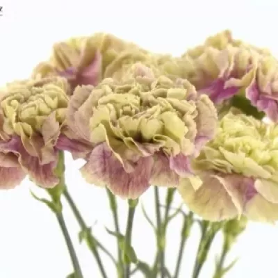 Dianthus ST ANTIGUA 60cm