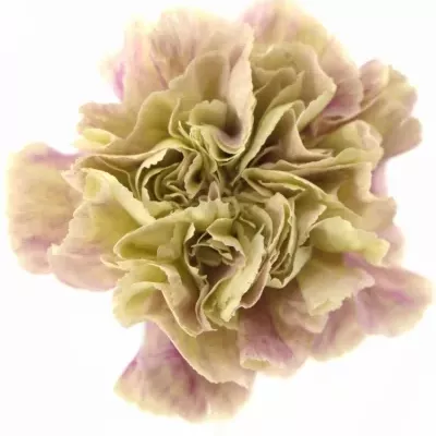 Dianthus ST ANTIGUA 60cm