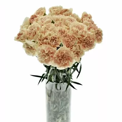 DIANTHUS ST APPLE TEA 55cm