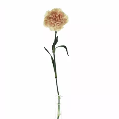 Dianthus ST APPLE TEA 55cm