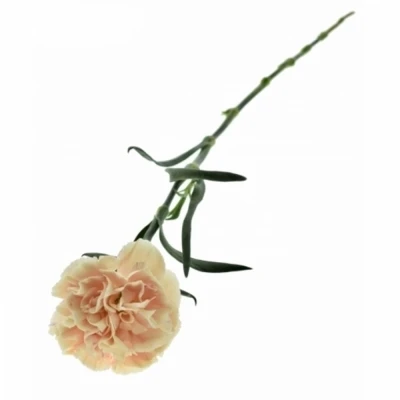 DIANTHUS ST APPLE TEA 55cm