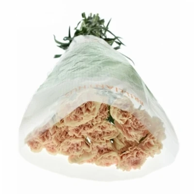 DIANTHUS ST APPLE TEA 55cm