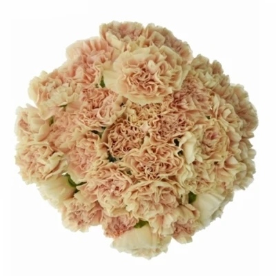 DIANTHUS ST APPLE TEA 55cm