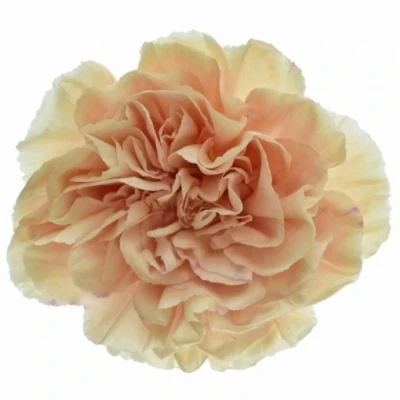 DIANTHUS ST APPLE TEA 55cm