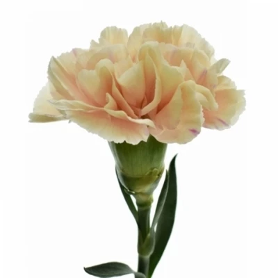 DIANTHUS ST APPLE TEA 55cm