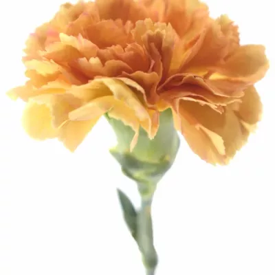 Karafiát ST ARABIA 55cm