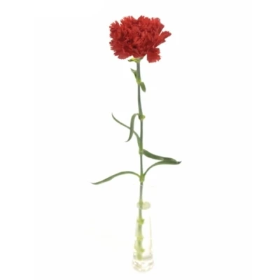 DIANTHUS ST ARONA