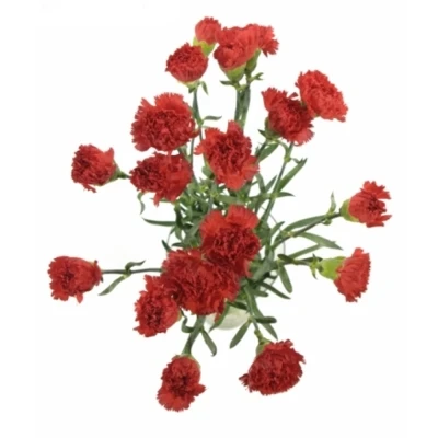DIANTHUS ST ARONA